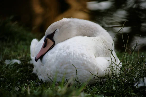 Family Swans Waterways Milan — Stock Photo, Image