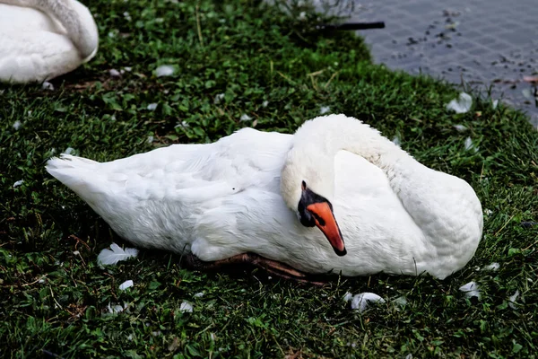Una Familia Cisnes Las Vías Navegables Milán — Foto de Stock