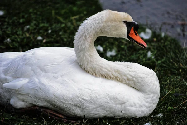 Svanfamilj Milanos Vattenvägar — Stockfoto