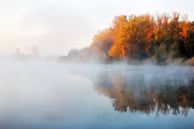 Siste nehir kıyısında güzel sonbahar ormanı. Sabah sisi suya sarı ve kırmızı ağaçlarla birlikte manzara yansıdı. Altın yeşillikli renkli arka plan