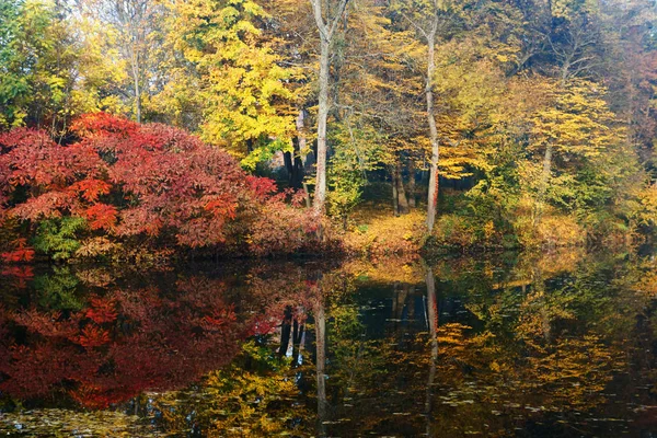 Herbstlicher Stadtpark Landschaft Mit Gelben Und Roten Bäumen Und Sträuchern — Stockfoto