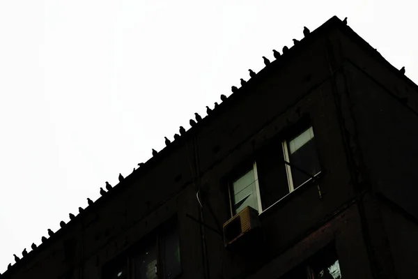 Flocks Birds Roof Silhouettes Pigeons Standing Top Apartment Building Abstract — Stock Photo, Image