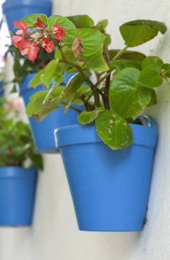 Saksılı beyaz duvar