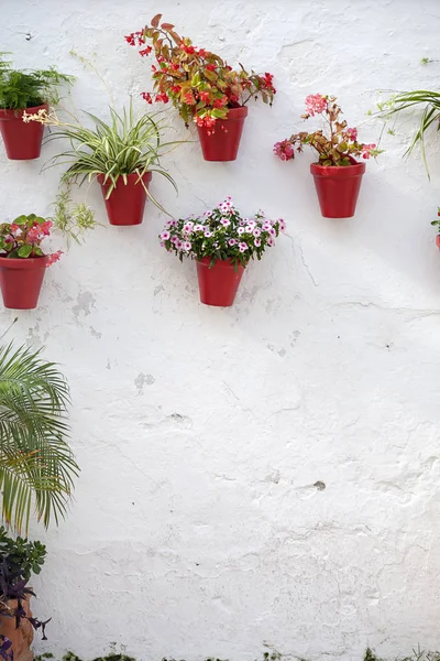 Pared blanca con macetas —  Fotos de Stock