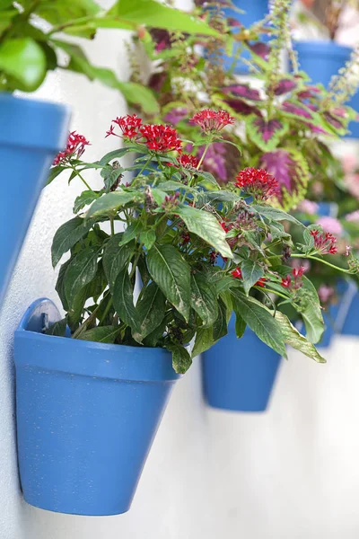 Parete bianca con vasi di fiori — Foto Stock