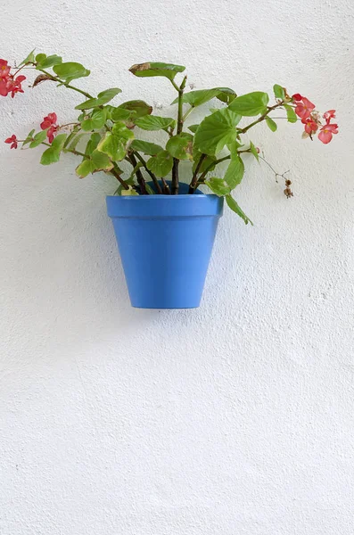 Pared blanca con macetas —  Fotos de Stock