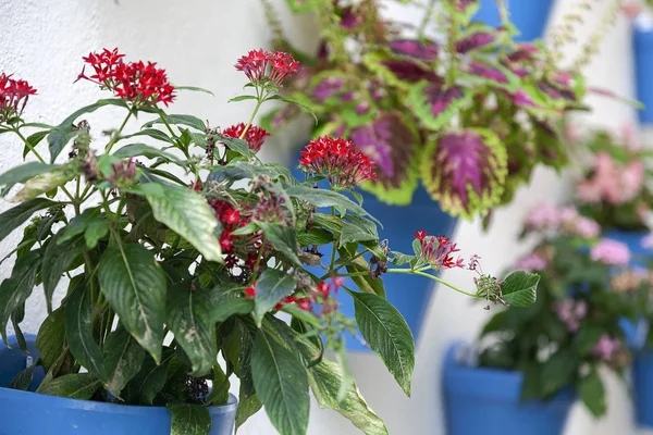 Mur blanc avec pots de fleurs — Photo