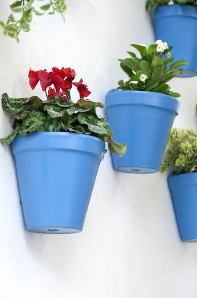 Mur blanc avec pots de fleurs — Photo