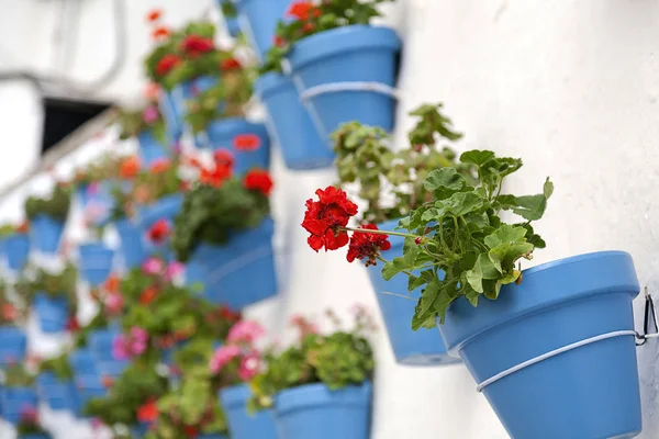 Parete bianca con vasi di fiori — Foto Stock