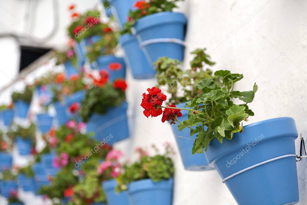 White wall with flower pots