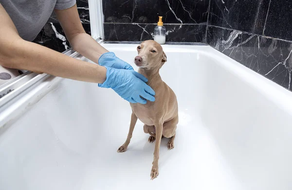 Relaxing Foam Bath Home Bathtub Italian Greyhound Breed Dog Covid — Stock Photo, Image
