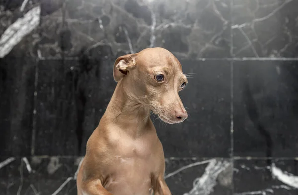 Ontspannende Schuimbad Badkuip Van Een Italiaanse Hazewindhond Ras Hond Tijdens — Stockfoto