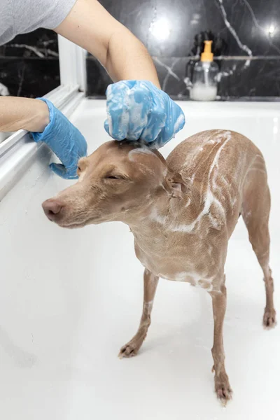 Relaxing Foam Bath Home Bathtub Italian Greyhound Breed Dog Covid — Stock Photo, Image