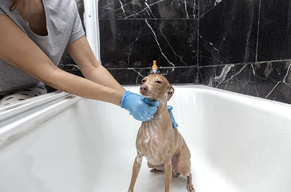 Relaxing Foam Bath Home Bathtub Italian Greyhound Breed Dog Covid — Stock Photo, Image