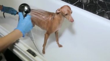 Covid-19 karantinası sırasında İtalyan bir tazı köpeğinin evinde kurutulmak. Coronavirüs