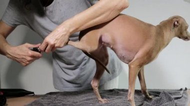 Covid-19 karantinası sırasında İtalyan bir tazı köpeğinin evinde kurutulmak. Coronavirüs
