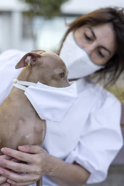 Pure Breed Italian Greyhound Dog Outdoors Protective Mask Coronavirus Covid — Stock Photo, Image