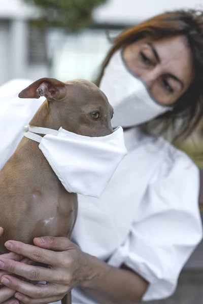 Pure Breed Italian Greyhound Dog Outdoors Protective Mask Coronavirus Covid — Stock Photo, Image
