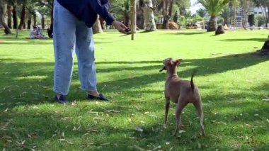 Koronavirüs için koruyucu maskesi olan saf İtalyan tazı köpeği parkta. Covid 19.