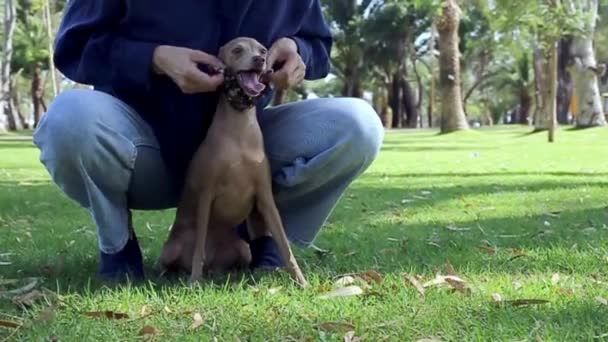 Чистая Порода Итальянская Борзая Собака Парке Защитной Маской Коронавируса Ковид — стоковое видео