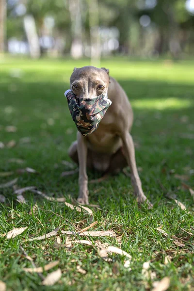 在公园里 纯种的意大利灰狗 带着保护眼镜蛇的面具 Covid — 图库照片