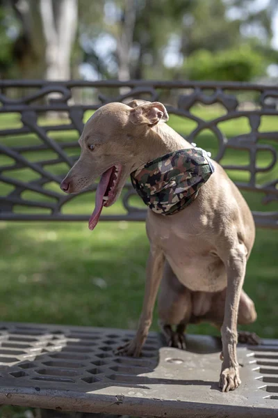 純粋な品種コロナウイルスの保護マスクを持つ公園内のイタリアのグレイハウンド犬 Covid — ストック写真