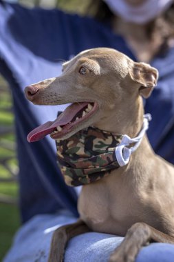 Koronavirüs için koruyucu maskesi olan saf İtalyan tazı köpeği parkta. Covid 19.