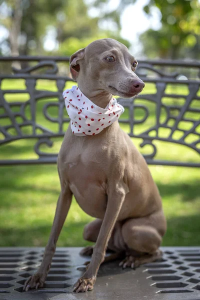 Reine Rasse Italienischer Windhund Park Mit Schutzmaske Gegen Coronavirus Covid — Stockfoto