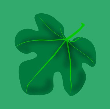 Eski Ahit İncil'in da belirttiğimiz gibi tipik bir incir yaprağı