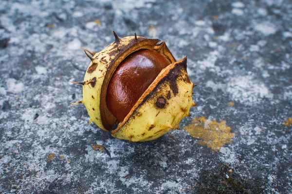 Single chestnut in a shell, horse-chestnut, Aesculus — Stock Photo, Image