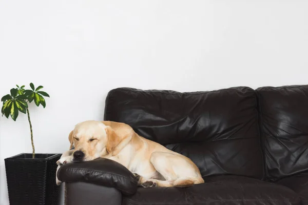 Jovem labrador dourado retriever descansando em um sofá — Fotografia de Stock