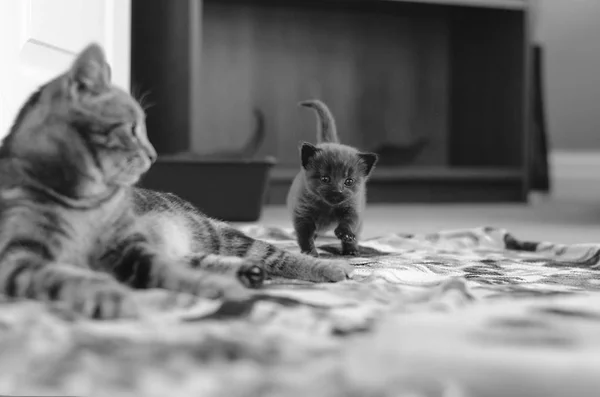 Η μητέρα γάτα και το γατάκι την πρώτη βόλτα — Φωτογραφία Αρχείου
