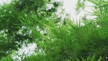 Bambu yapraklarının manzarası güneşin doğal ışığıyla çok güzeldir. Bambu ormanının güzelliği, temiz hava kaynağı, çevre dostu..