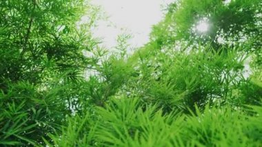 Bambu yapraklarının manzarası güneşin doğal ışığıyla çok güzeldir. Bambu ormanının güzelliği, temiz hava kaynağı, çevre dostu..