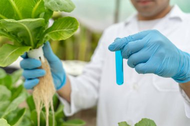 Organik tarım, salata çiftliği. Bilim çiftçileri ekme sırasında su koşullarını kontrol ediyorlar, böcek ilacı kalıntılarını kontrol ediyorlar. Hidrofonik sebze, Ekolojik Biyolojik, Sağlıklı, Vejetaryen, ekolog