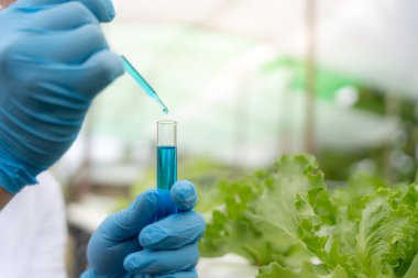 Organik tarım, salata çiftliği. Bilim çiftçileri ekme sırasında su koşullarını kontrol ediyorlar, böcek ilacı kalıntılarını kontrol ediyorlar. Hidrofonik sebze, Ekolojik Biyolojik, Sağlıklı, Vejetaryen, Ekoloji