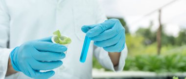 Organik tarım, salata çiftliği. Bilim çiftçileri ekme sırasında su koşullarını kontrol ediyorlar, böcek ilacı kalıntılarını kontrol ediyorlar. Hidrofonik sebze, Ekolojik Biyolojik, Sağlıklı, Vejetaryen, ekolog