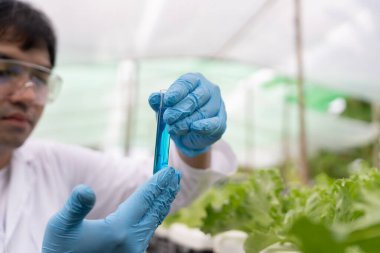 Organik tarım, salata çiftliği. Bilim çiftçileri ekme sırasında su koşullarını kontrol ediyorlar, böcek ilacı kalıntılarını kontrol ediyorlar. Hidrofonik sebze, Ekolojik Biyolojik, Sağlıklı, Vejetaryen, Ekoloji