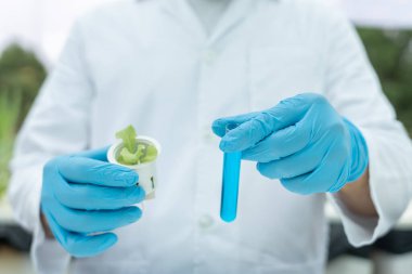 Organik tarım, salata çiftliği. Bilim çiftçileri ekme sırasında su koşullarını kontrol ediyorlar, böcek ilacı kalıntılarını kontrol ediyorlar. Hidrofonik sebze, Ekolojik Biyolojik, Sağlıklı, Vejetaryen, Ekoloji