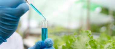 Organik tarım, salata çiftliği. Bilim çiftçileri ekme sırasında su koşullarını kontrol ediyorlar, böcek ilacı kalıntılarını kontrol ediyorlar. Hidrofonik sebze, Ekolojik Biyolojik, Sağlıklı, Vejetaryen, Ekoloji