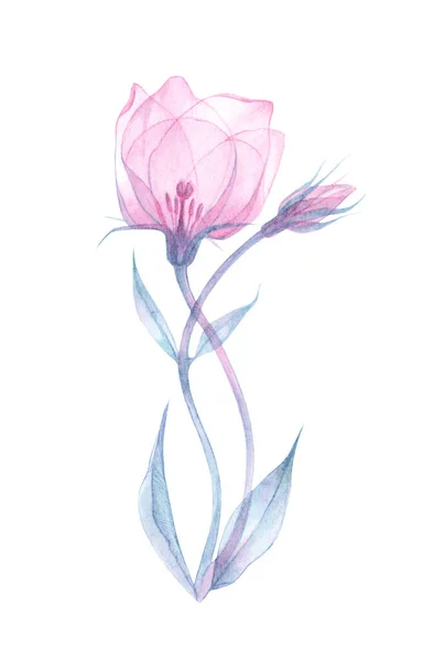 Eustoma rosa transparente — Fotografia de Stock