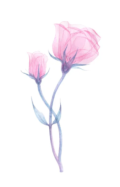 Eustoma trasparente rosa — Foto Stock
