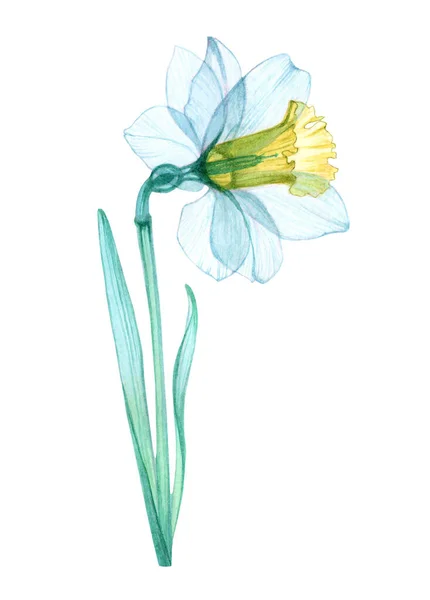 Narciso flor transparente — Foto de Stock