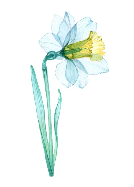 Narcissus şeffaf çiçek