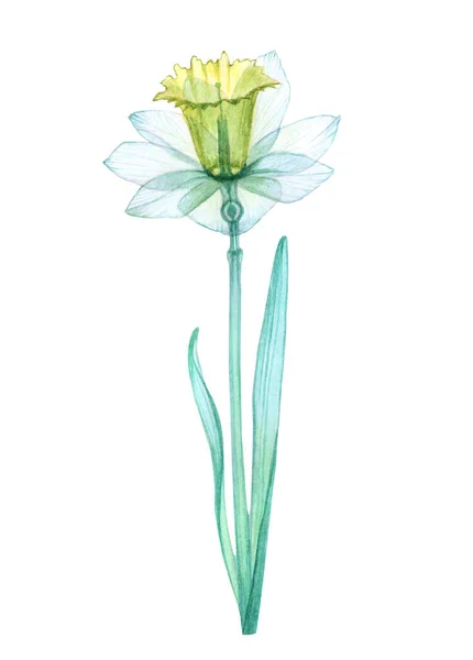 Narcissus transparent flower — Stock Photo, Image