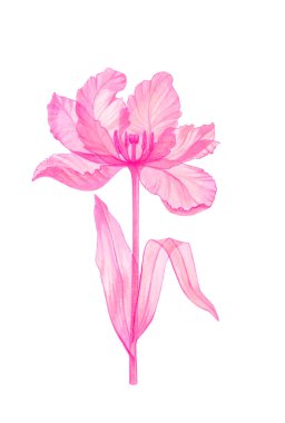 Lale pembe şeffaf çiçek
