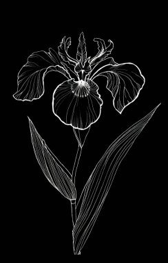 İris çiçeği tebeşiri