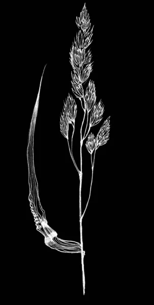 Мел полевой травы на черном фоне — стоковое фото