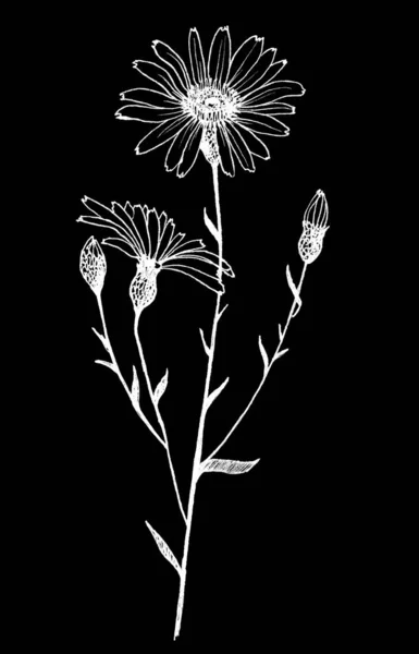 Κιμωλία λουλουδιών χαμομηλιού σε μαύρο φόντο — Φωτογραφία Αρχείου