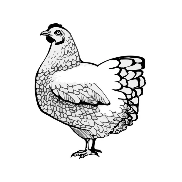 Graphiques vectoriels de poulet — Image vectorielle